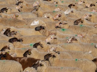 sheep-3379578_1280