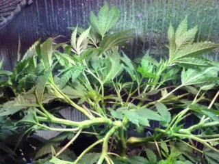 Super Cropping Cannabis Plants